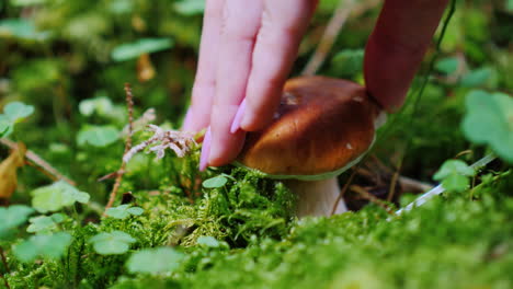 A-Man-Gently-Cuts-A-White-Mushroom-In-A-Forest-With-A-Knife-Mushroom-Picking-In-The-Forest