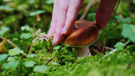 a man gently cuts a white mushroom in a forest with a knife mushroom picking in the forest