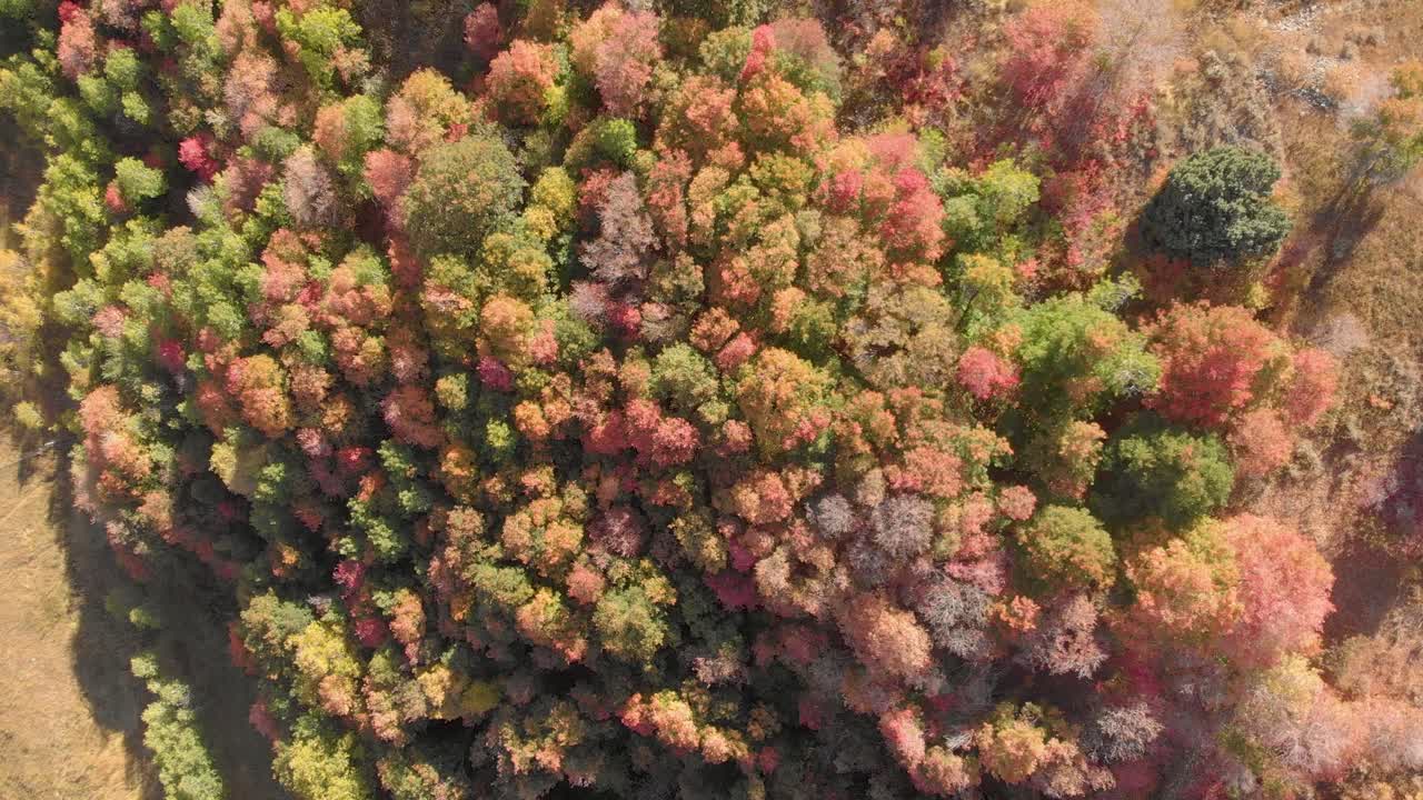 sobre la vista aérea superior de los árboles y hojas de otoño de utah