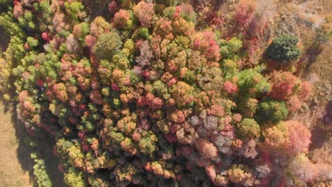 Über-Der-Oberen-Luftaufnahme-Von-Utah-Herbstbäumen-Und-Blättern