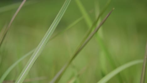 Una-Hierba-Perenne-Originaria-De-Asia-Tropical-Y-Subtropical-Y-También-Introducida-En-Varios-Países