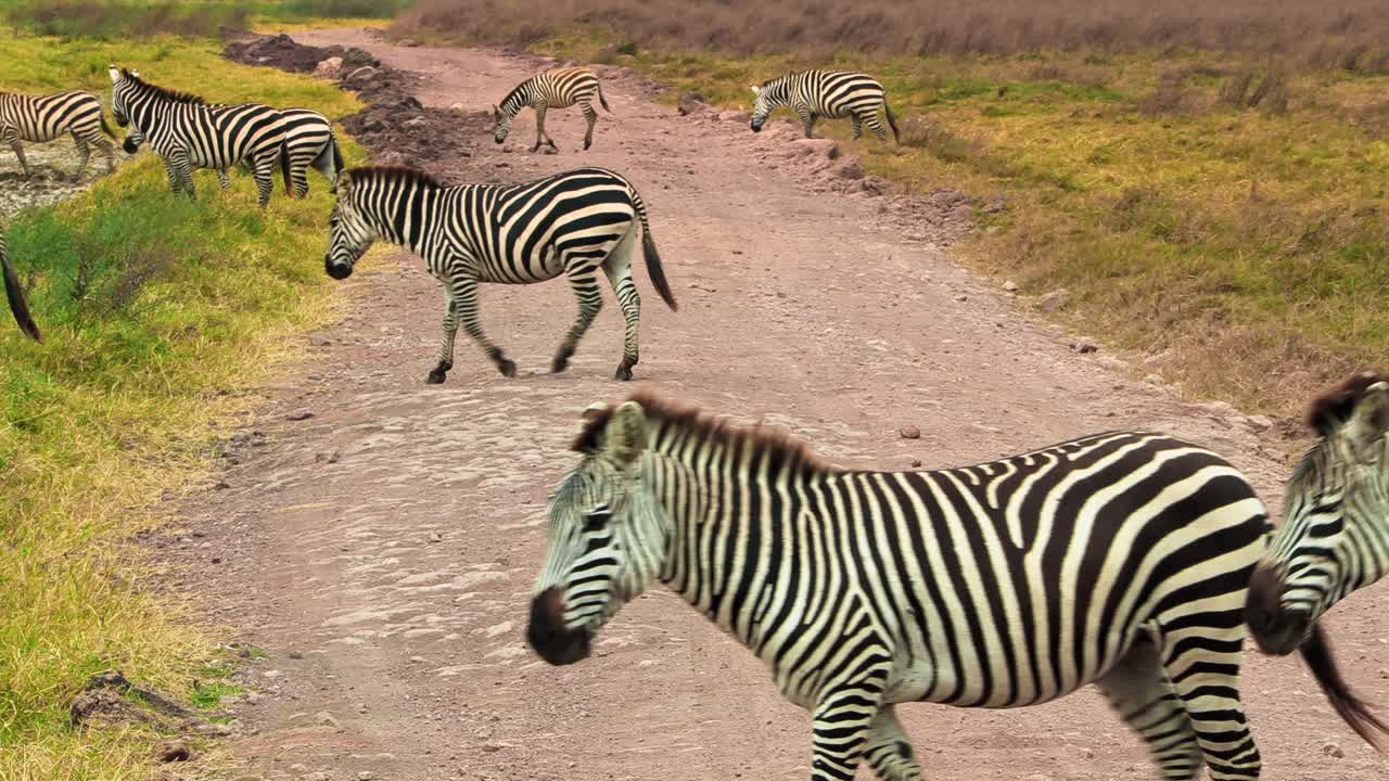 Una grande mandria di zebre attraversa una strada sterrata e pascola pacificamente attraverso le vaste pianure della savana del Cratere di Ngorongoro, Tanzania, catturando la bellezza della fauna selvatica africana e dell'habitat naturale della prateria.