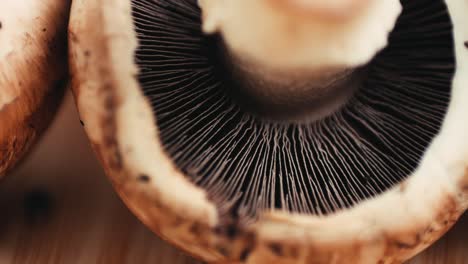 close-up of a mushroom
