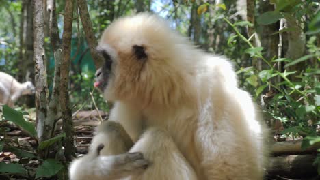 gibbon in forest_gibbon sitting on the ground_ white gibbon primate