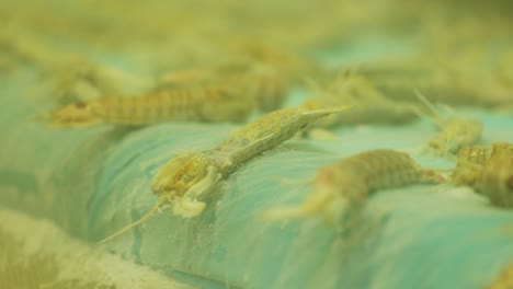 frozen shrimp and shellfish are flash frozen on conveyor belt, fall into crate