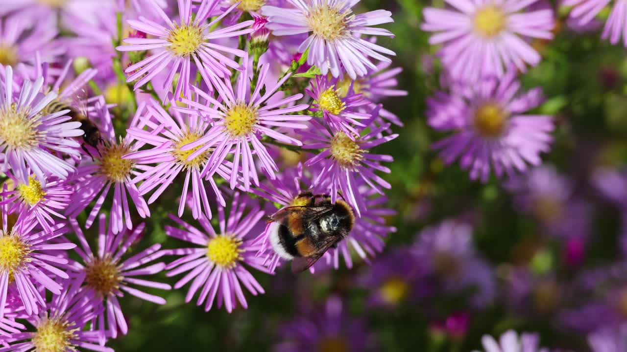 el zumbido de la abeja belleza y el abejorro la flor púrpura de arlington
