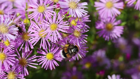 buzzing beauty bee and bumblebee the purple arlington flower