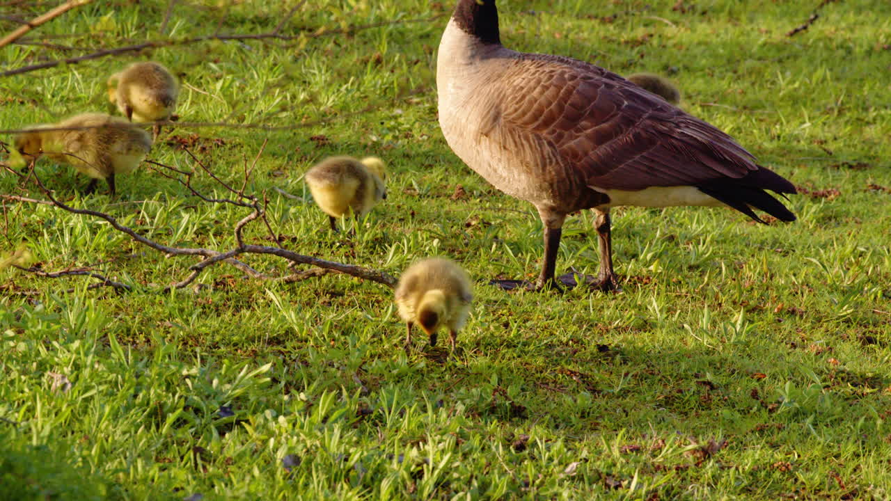 A slow-motion perspective on the raw beauty of goslings’ early moments.
