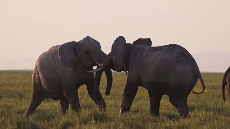 Elefantes africanos jovens e brincalhões em câmera lenta cinematográfica, brincando no Parque Nacional Amboseli, Quênia, durante um safári de vida selvagem. Comportamento de elefantes em manada.