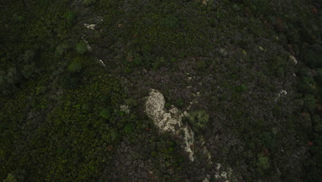 vista aérea del paisaje forestal