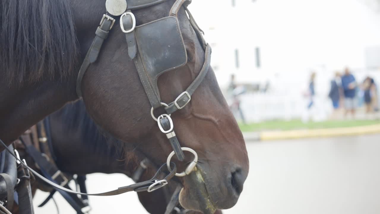 Beautiful horse stands proud with bridle on