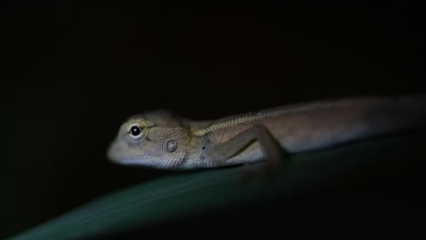 the oriental garden lizard is also called the eastern garden lizard, bloodsucker and changeable lizard