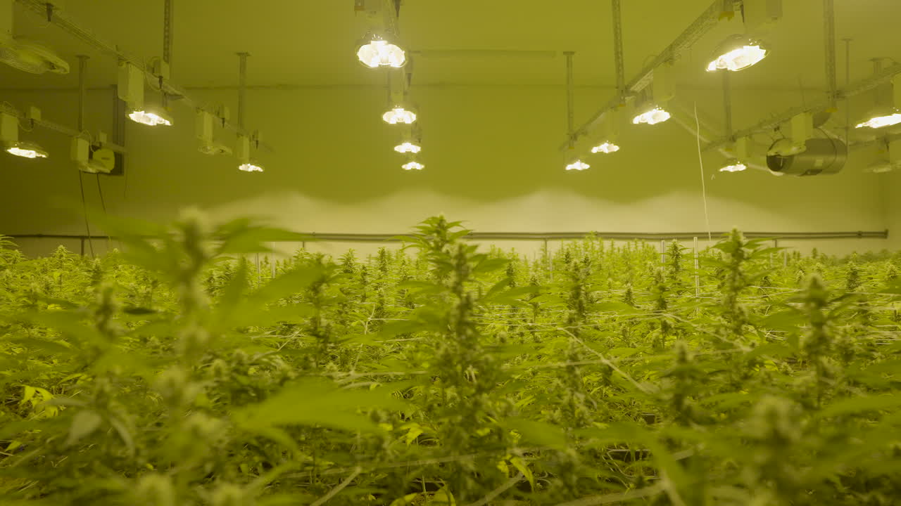 amplia plataforma rodante de plantas altas de cannabis que crecen en un vivero profesional