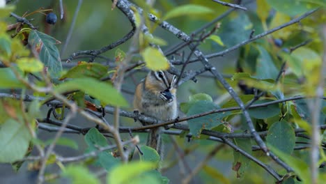 chipmunk eating a berry in a tree wide shot