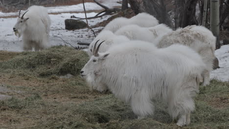 mountain goats in yukon, canada - wide shot