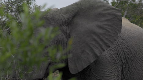 Frontal-close-up-of-a-big-african-elephant-with-big-tusks-staring-directly-at-the-camera,-from-the-side