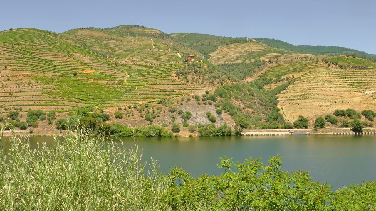 Inquadratura statica del fiume Douro che scorre attraverso splendidi vigneti su entrambi i lati del pendio nella Valle del Douro, zona di Porto, Portogallo, in una giornata estiva.