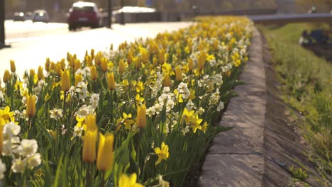 aerial close up view of flowers blossoming next to the road