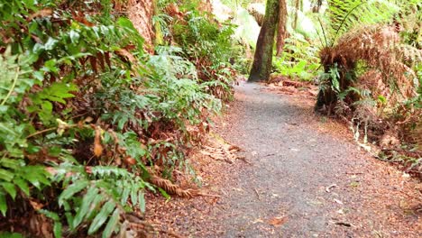un camino sereno a través de la exuberante selva tropical