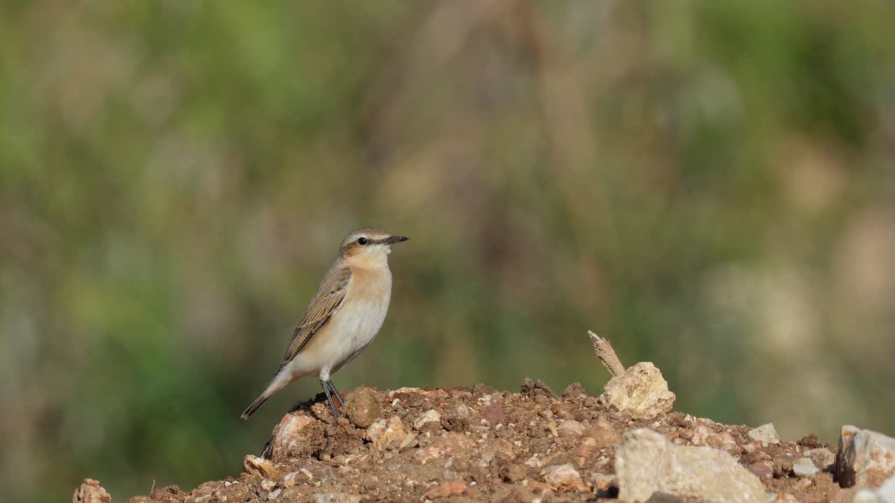 Northern Wheatear during its autumn migration along the Mediterranean coast, standing on a hill, watching with green vegetation in the background
