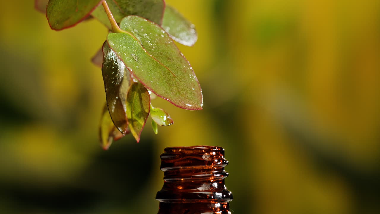 Eucalyptus Essential Oil Extraction