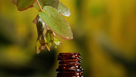 eucalyptus essential oil extraction