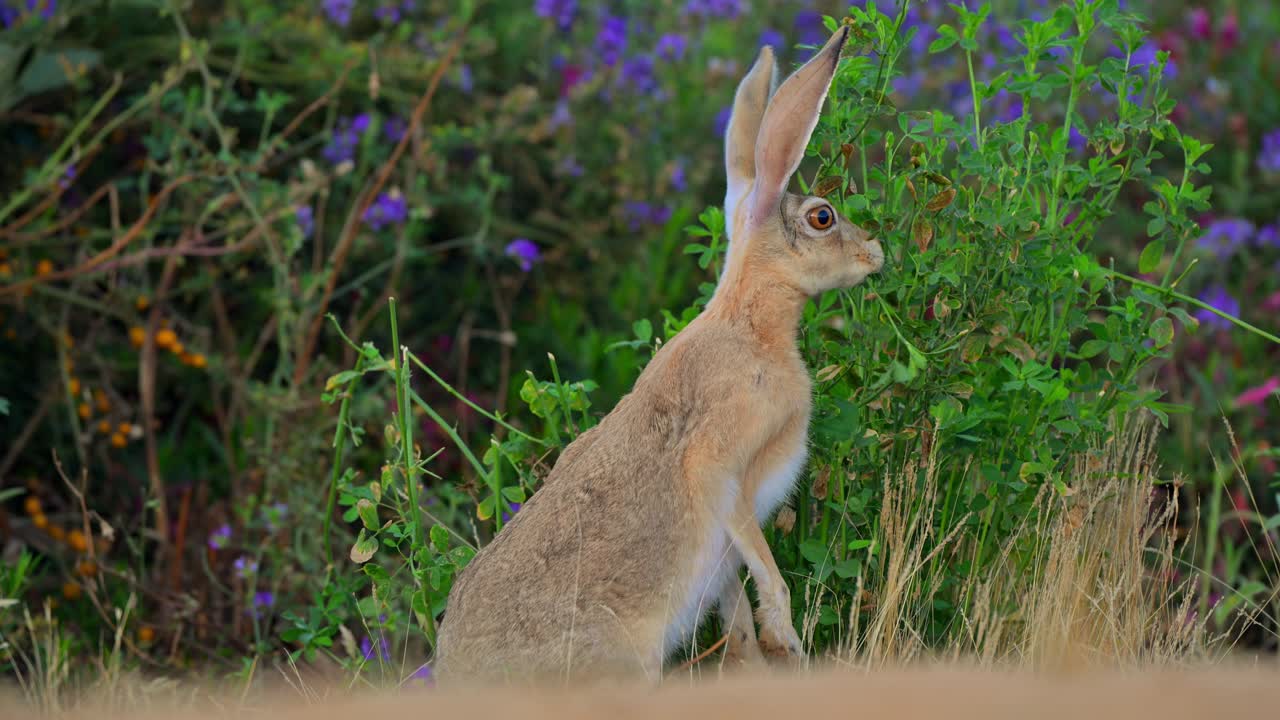 Cape hare (Lepus capensis), also called the brown hare and the desert hare eating alfalfa grass.