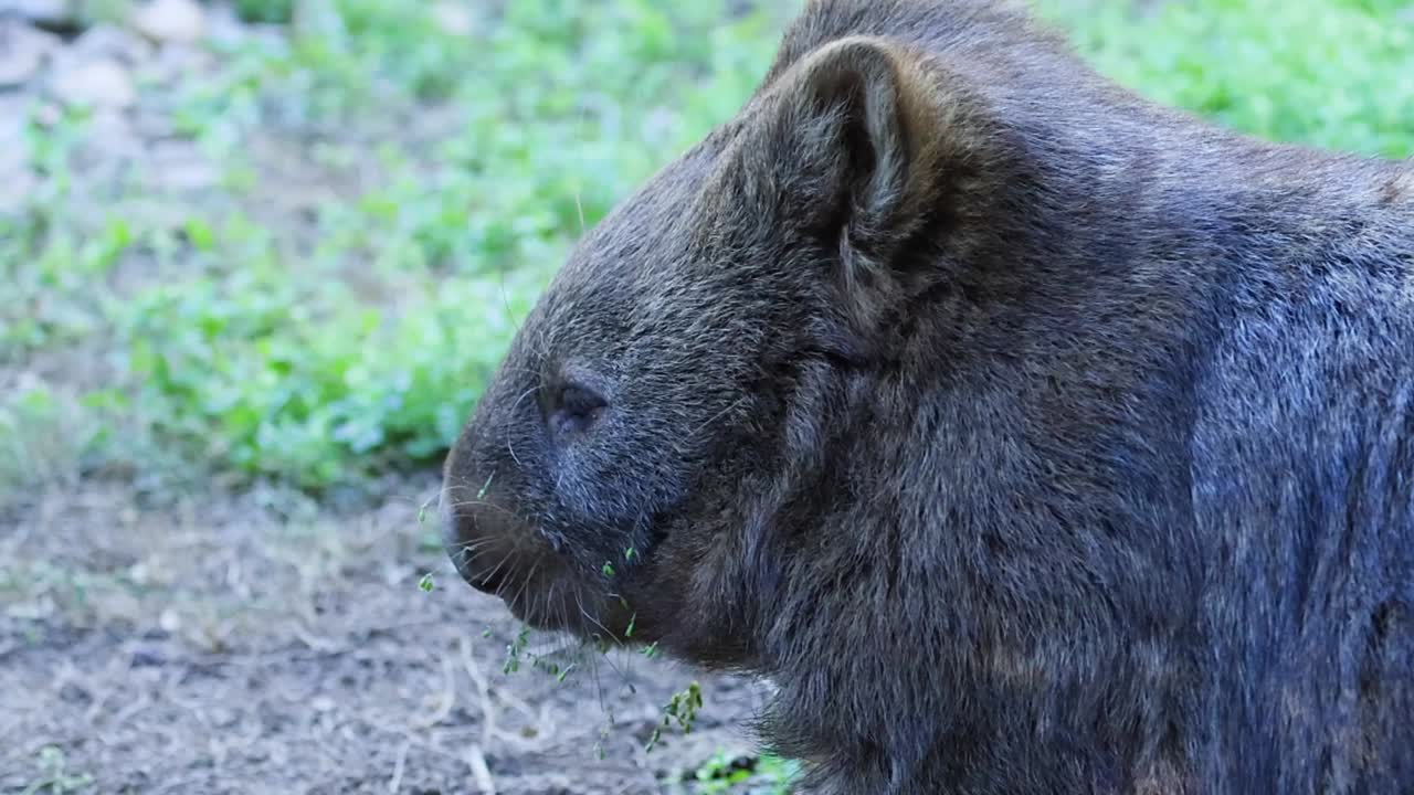 Un primo piano dettagliato di profilo di un vombato dal naso peloso in piedi in un recinto erboso.
