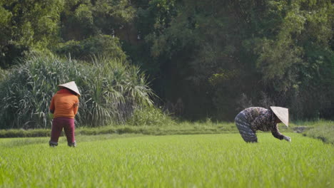 two traditional female farm laborers harvest rice by hand in rice paddy in vietnam