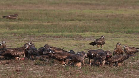 Der-Schwarzohrmilan-Milvus-Lineatus-Frisst-Verstreutes-Fleisch-Auf-Dem-Feld-Und-Weitere-Fliegen-Herbei,-Um-Sich-Dem-Fressrausch-Anzuschließen