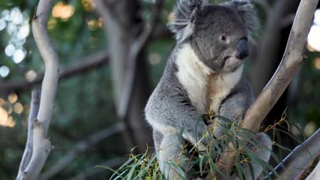 koala munching on leaves in a tree