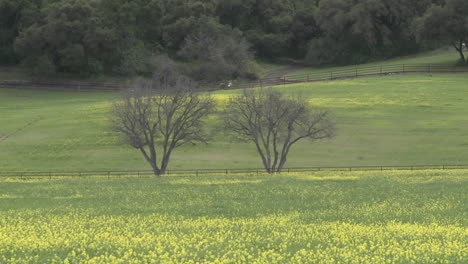 zoom out on large trees and field of flowers during the spring in ojai california