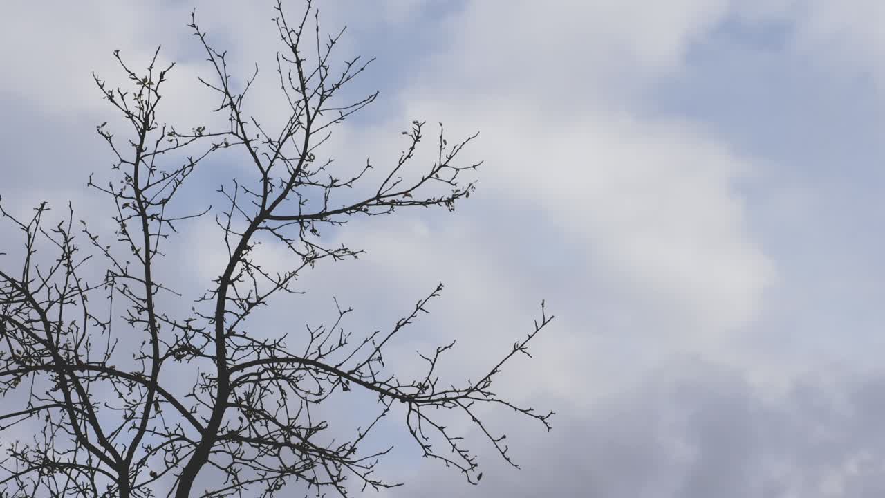 乾いた木の背景にある雲のタイムラプス動く雲葉のない木のフレーム動く云
