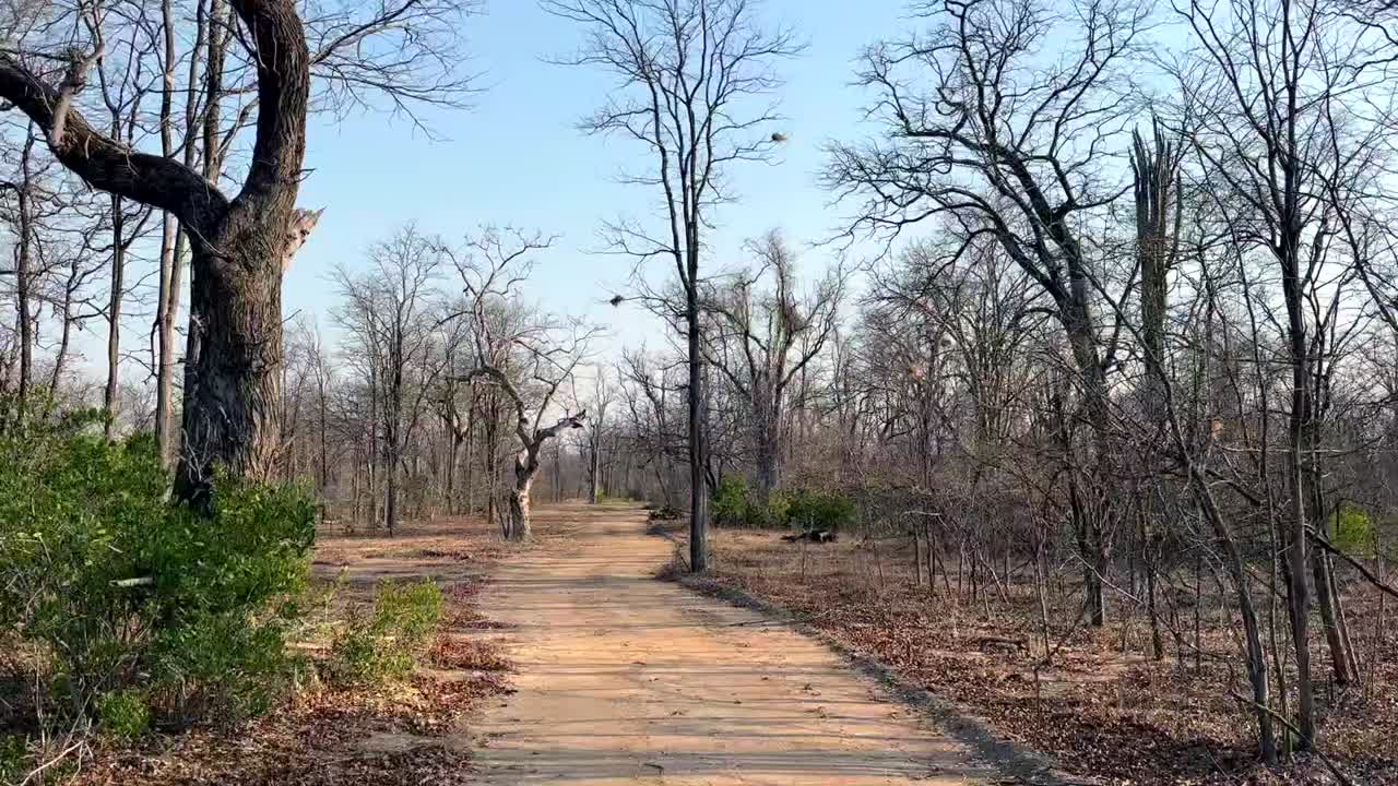 말라위 리완데 국립공원의 사바나에서 사파리 자동차를 운전하는 fpv 뷰.
