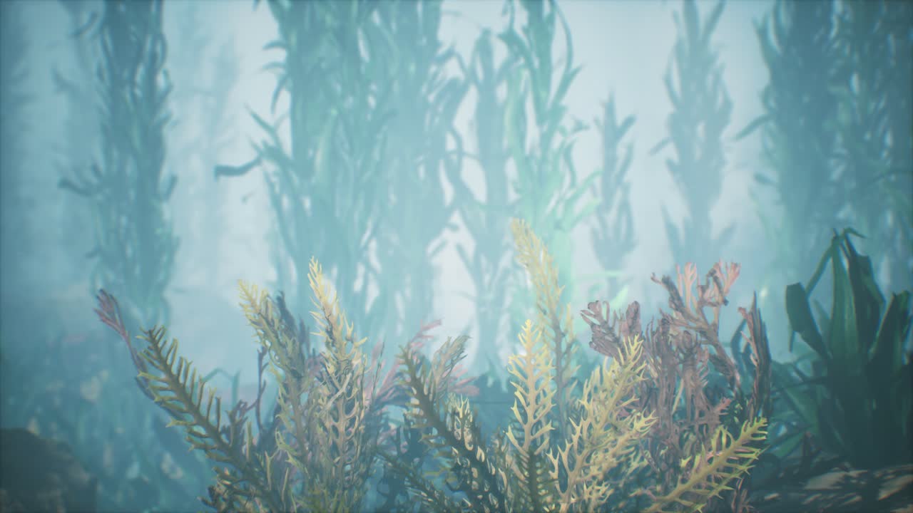 수중 열대 다채로운 부드럽고 단단한 산호 해양 풍경