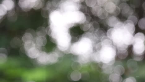 luces y verde con bokeh amarillo en la naturaleza desenfocado fondo borroso abstracto. fondo abstracto tonos amarillos y verdes de bokeh natural al aire libre
