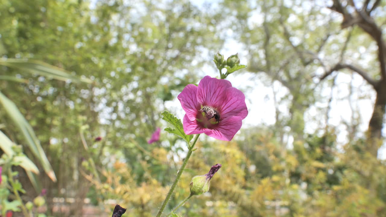 공립 정원에서 꽃이 피는 아름다운 분홍색 보라색 꽃 몽펠리에 프랑스
