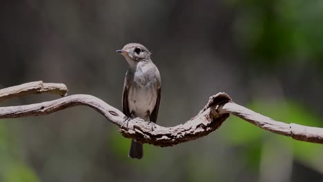 the asian brown flycatcher is a small passerine bird breeding in japan, himalayas, and siberia