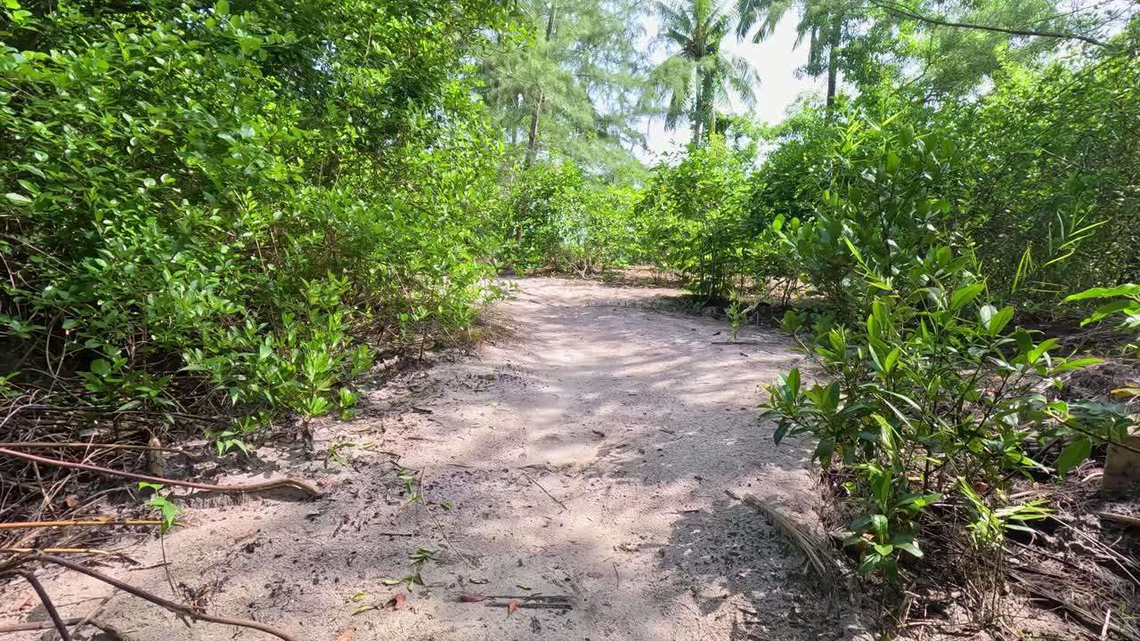 A steady camera moves forward along a sunlit sandy trail through dense green mangrove forest, highlighting natural foliage and tropical coastal environment