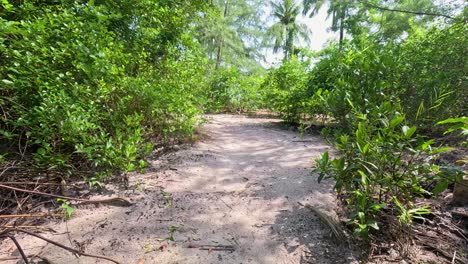 a steady camera moves forward along a sunlit sandy trail through dense green mangrove forest, highlighting natural foliage and tropical coastal environment