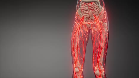 Blood-Vessels-of-Human-Body