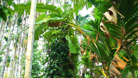 una mano de plátanos verdes cuelga en lo alto de un árbol y se mueve cuando sopla el viento