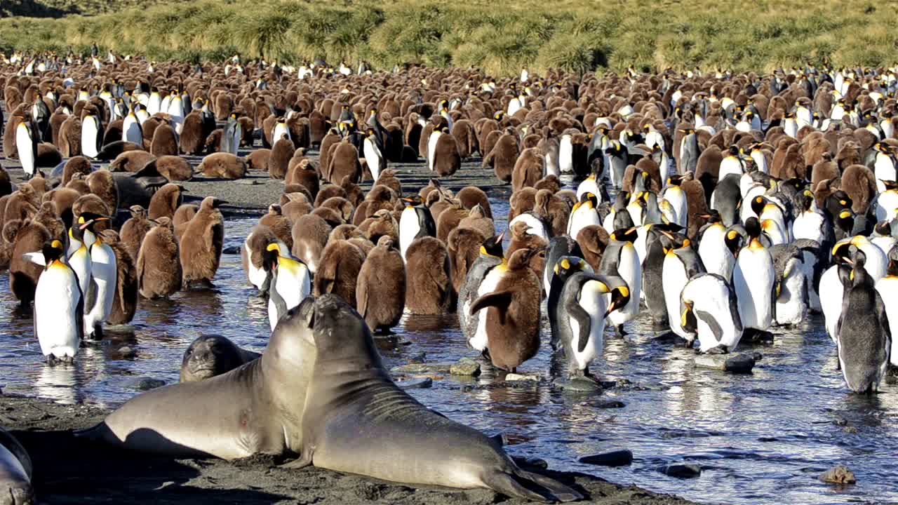 사우스 조지아의 골드 하버에서 남부 코끼리 물범과 킹 펭귄 번식지