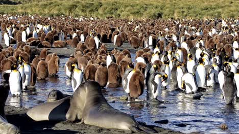 elefantes marinos del sur y colonia de pingüinos rey en gold harbor en georgia del sur