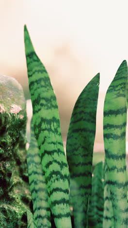 close up of snake plant leaves