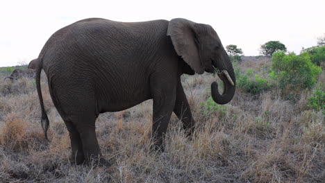 an african bush elephant uses trunk to bring grass to it's mouth