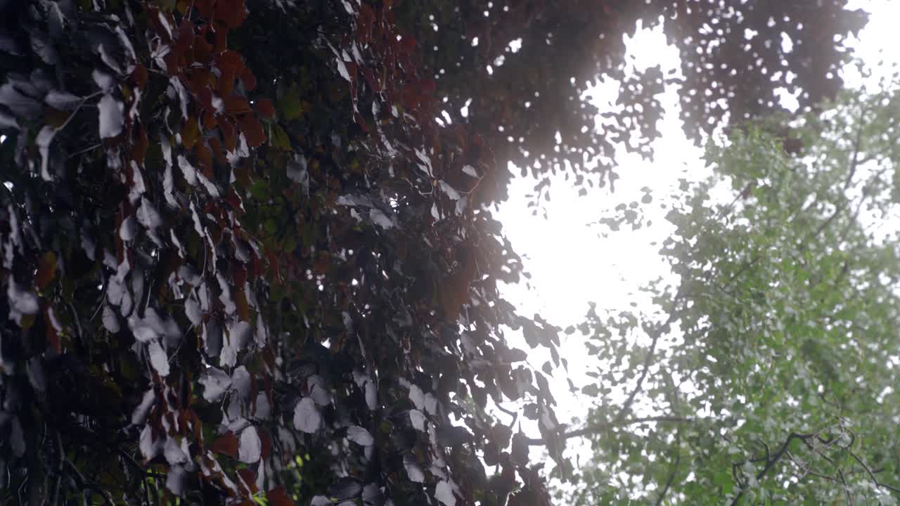 영국 셰필드 식물원에 있는 빨강 및 녹색 나무와 회색 하늘을 시계 방향으로 확대