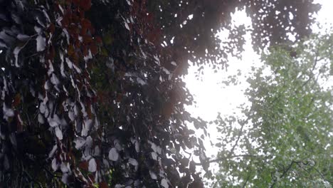 handheld clockwise zooming in shot of red and green trees and grey sky in sheffield botanical gardens, england