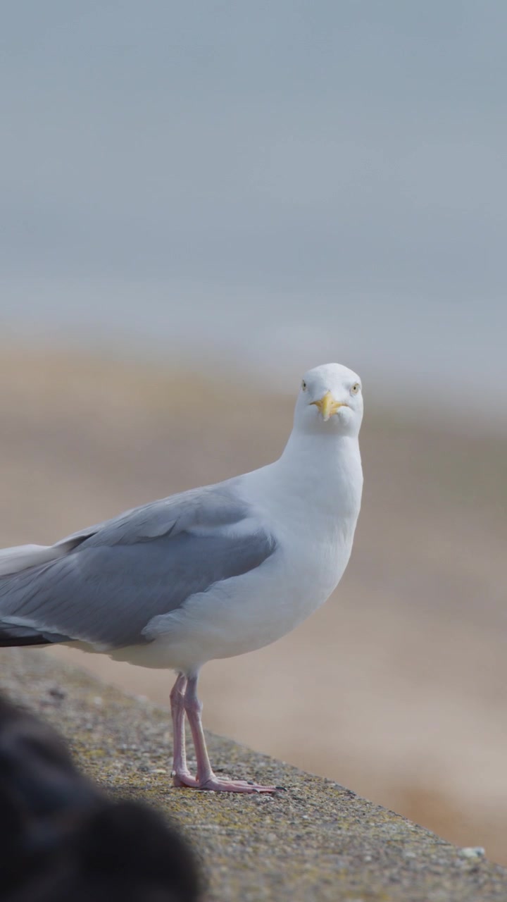 Un grande gabbiano sta attento su un muraglione di cemento vicino alla spiaggia, girando occasionalmente la testa, con luce diurna soffusa e bassa profondità di campo.