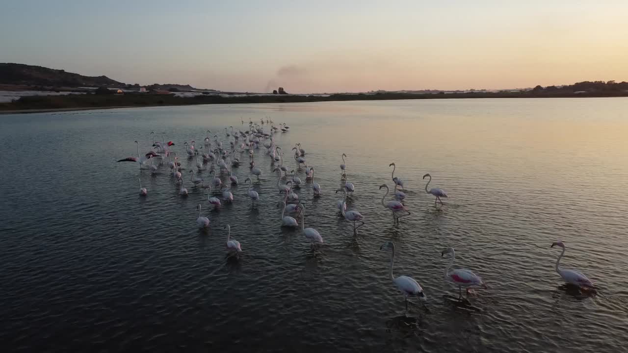 video en cámara lenta de flamencos rosados al atardecer en las aguas de la reserva natural de vendicari, sicilia, italia.